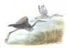 Heron in Flight